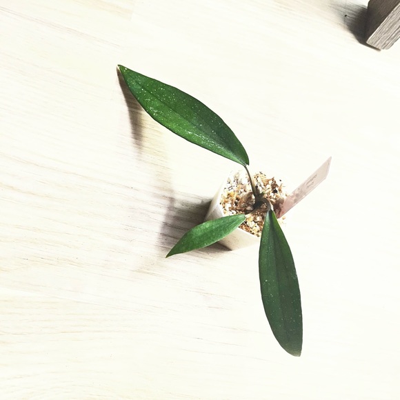 Hoya Rindu Rafflesia - Picture 2 of 7